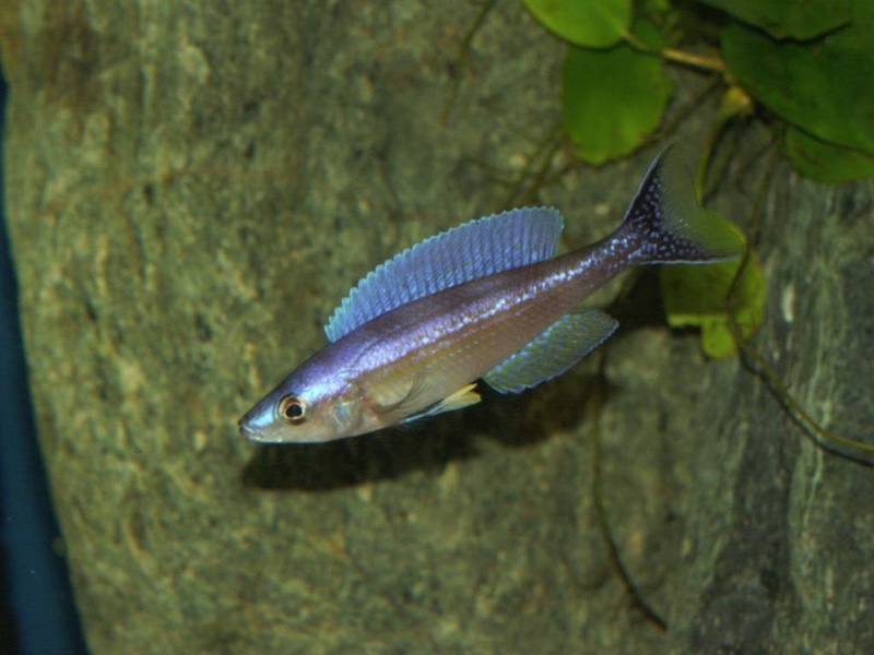 Cyprichromis leptosoma 'Kekese'